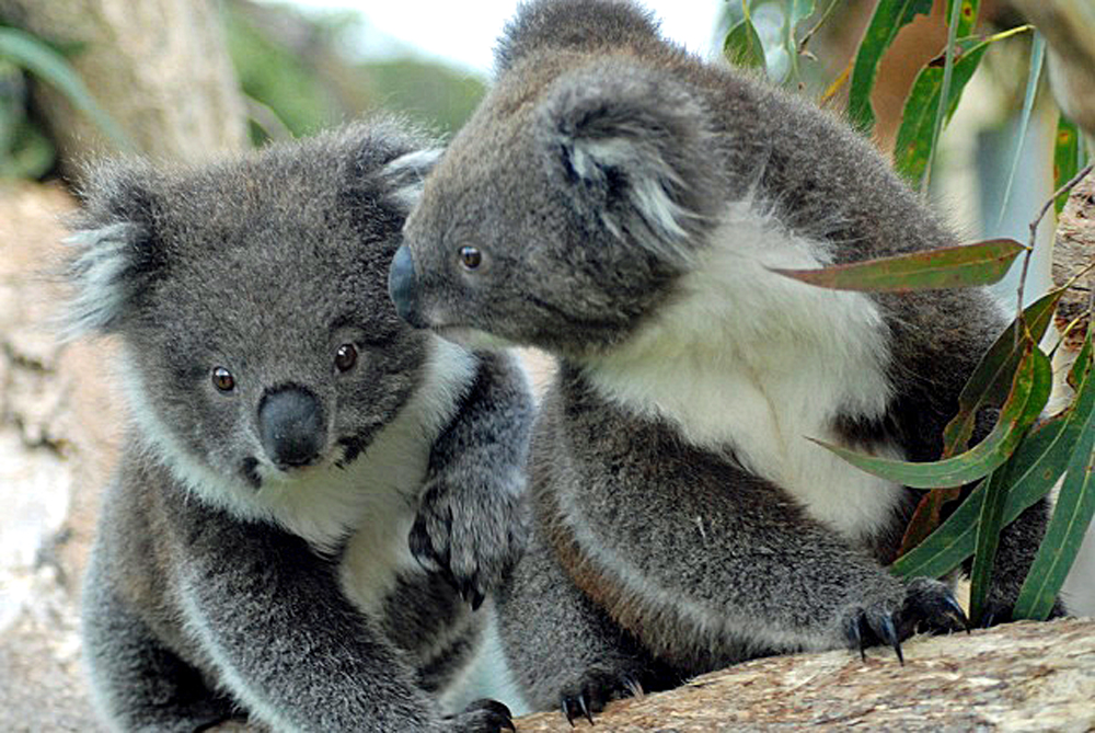 Victoria Australien: Koala Babys auf dr Eco Lodge